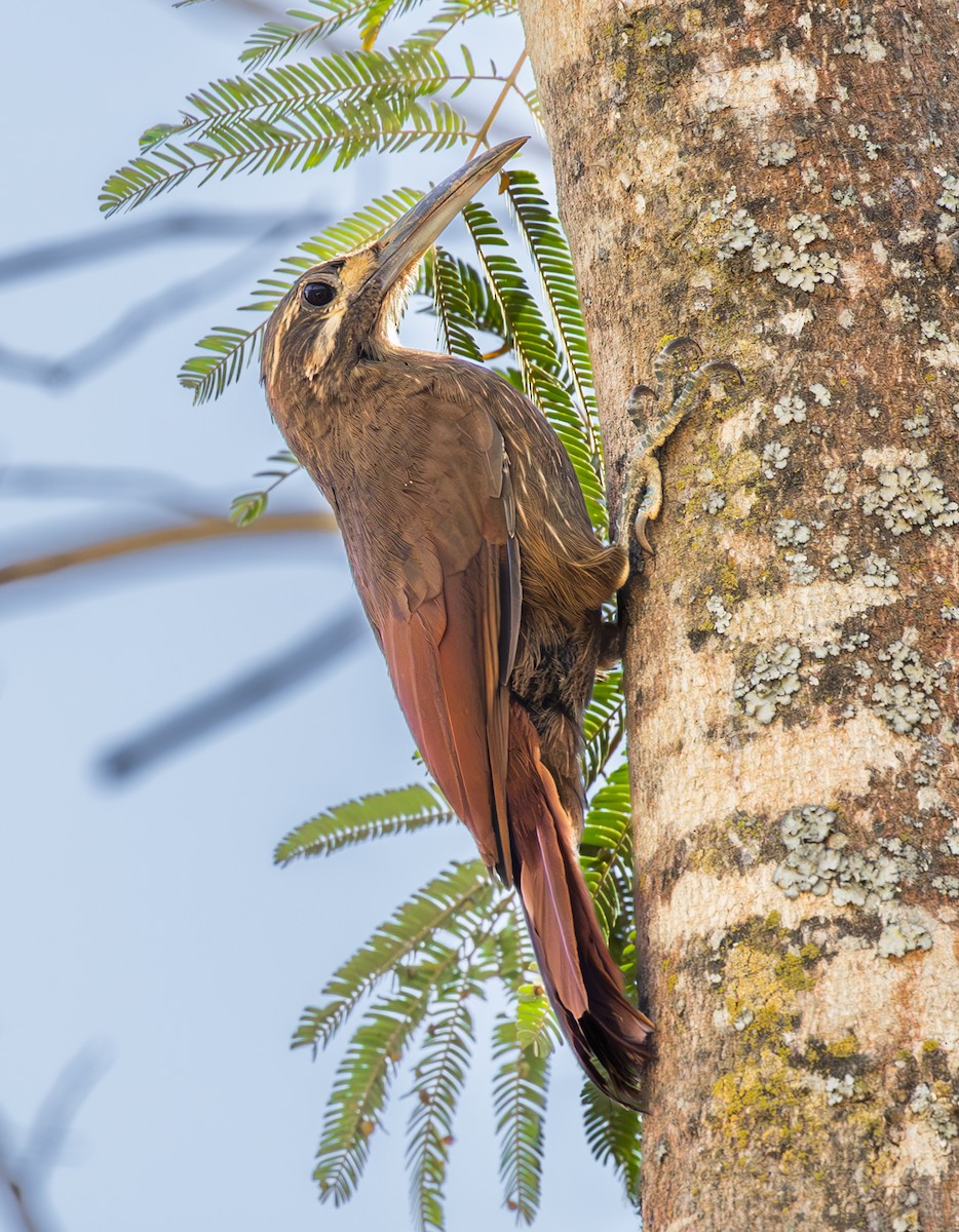 Moustached Woodcreeper - ML636874150
