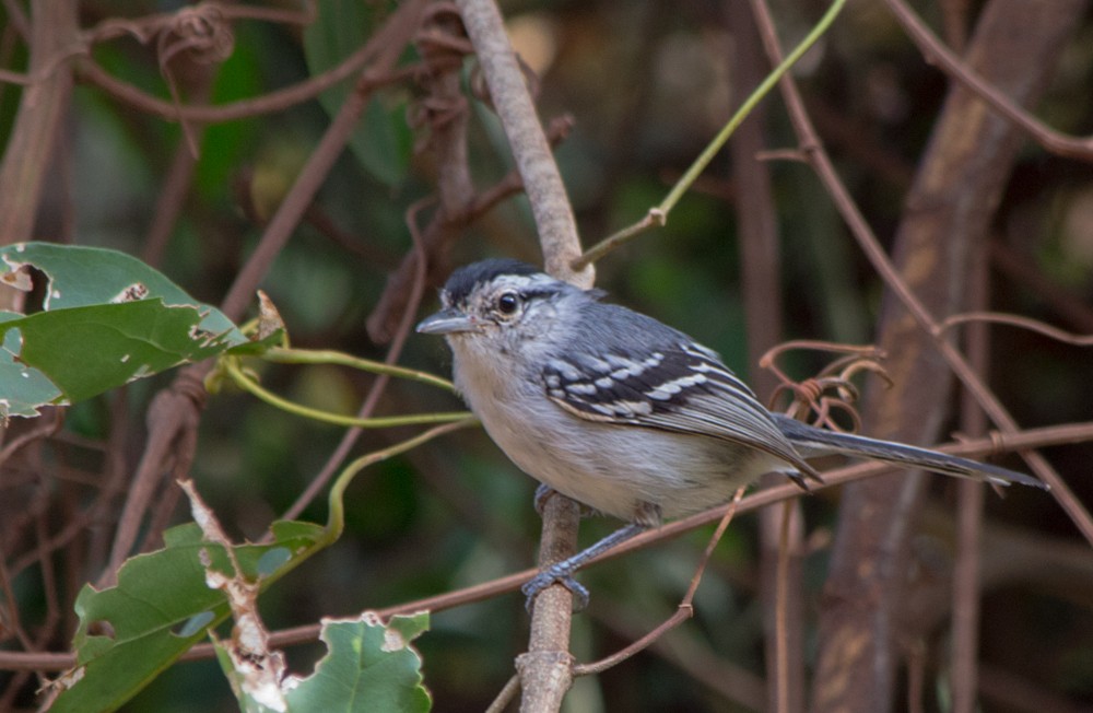 Black-capped Antwren - ML636874184