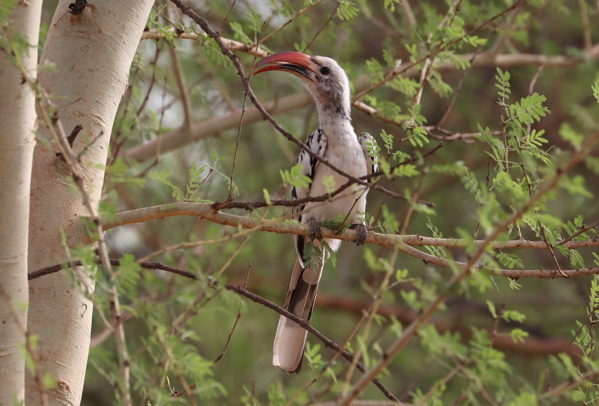 Northern Red-billed Hornbill - ML636874207