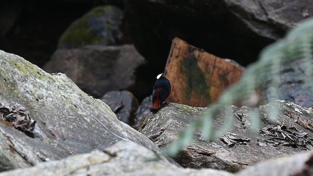 Халзан гал сүүлт - ML636874231