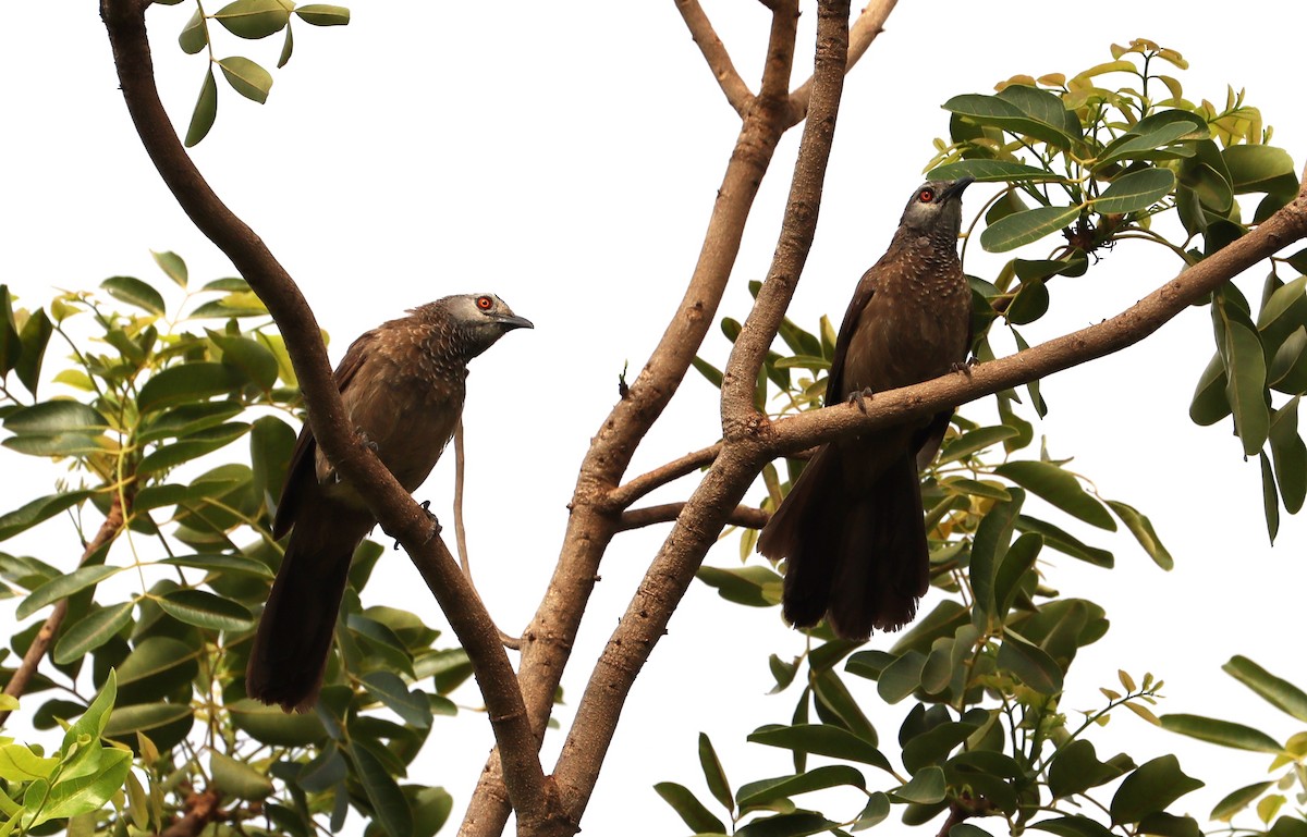 Brown Babbler - ML636874236