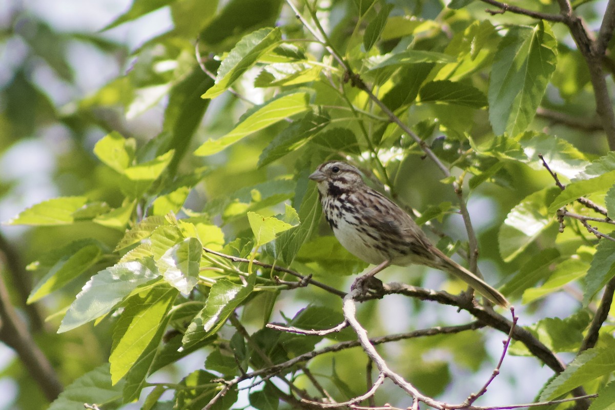 Song Sparrow - ML636874290