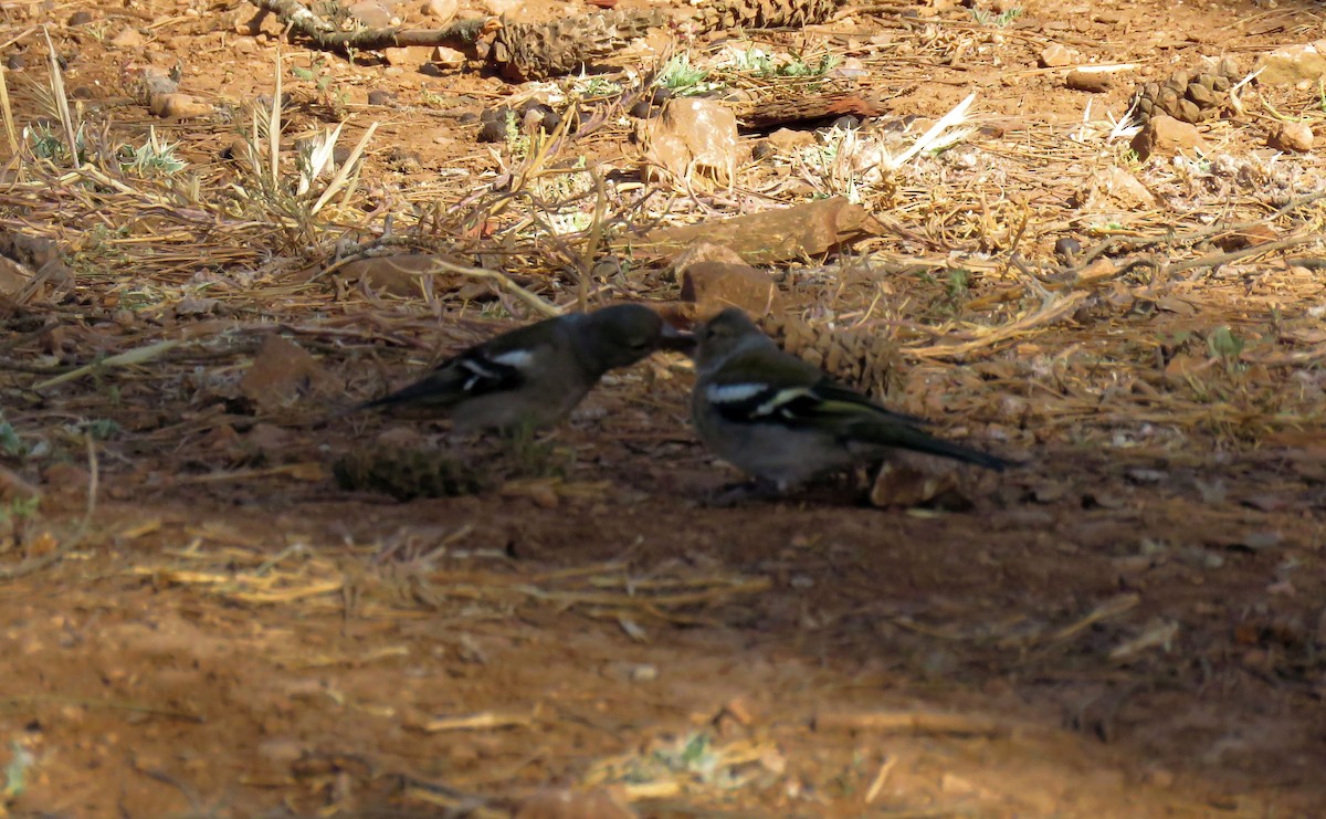 African Chaffinch (African) - ML636874321