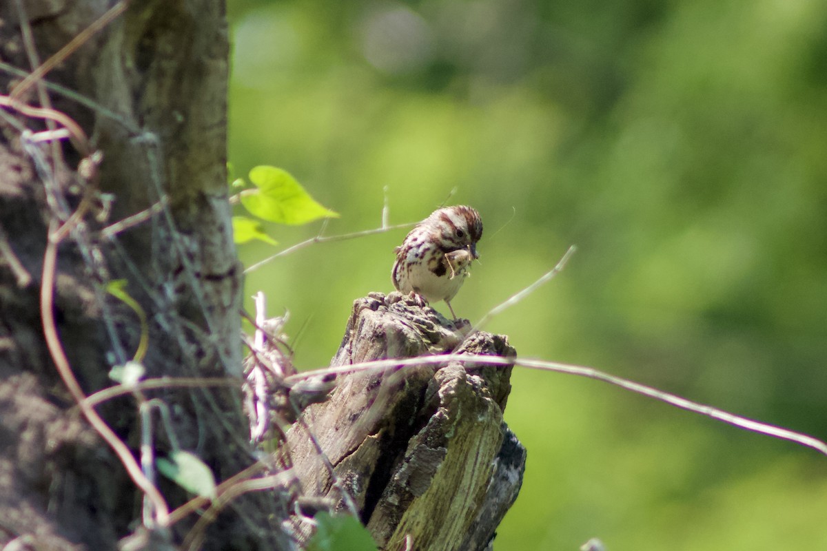 Song Sparrow - ML636874398