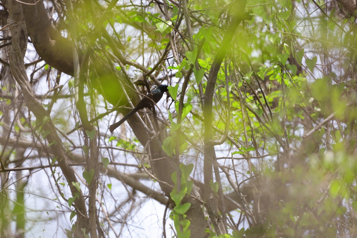 Racket-tailed Treepie - ML636874444