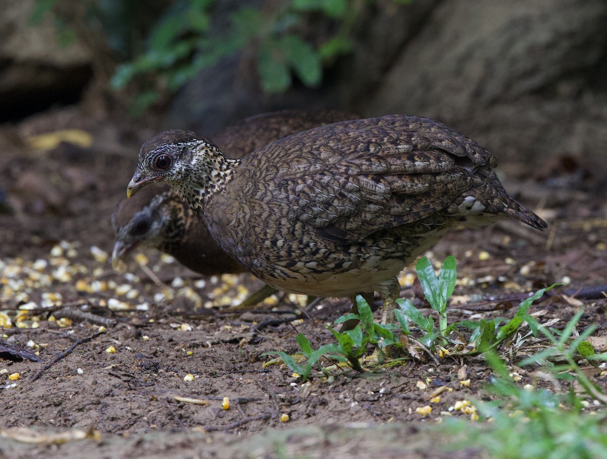 Scaly-breasted Partridge (Green-legged) - ML636874445