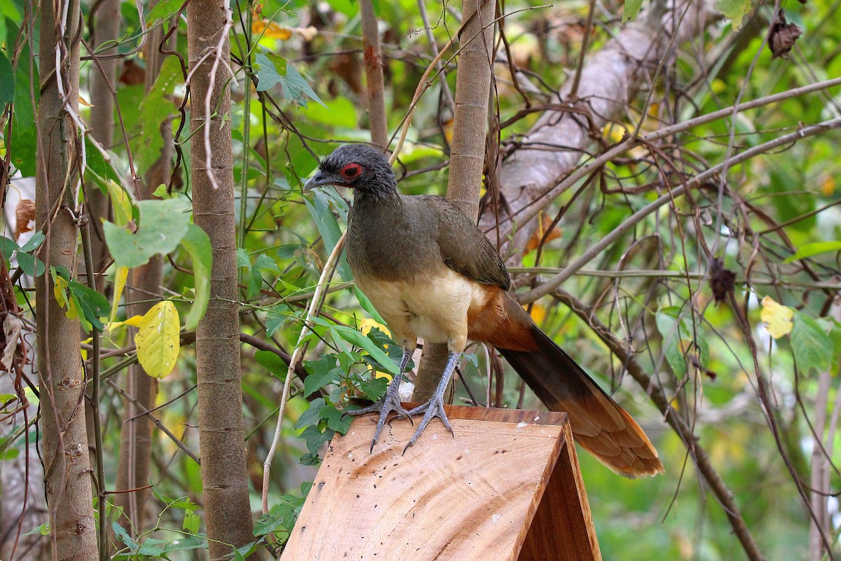 West Mexican Chachalaca - ML636874450
