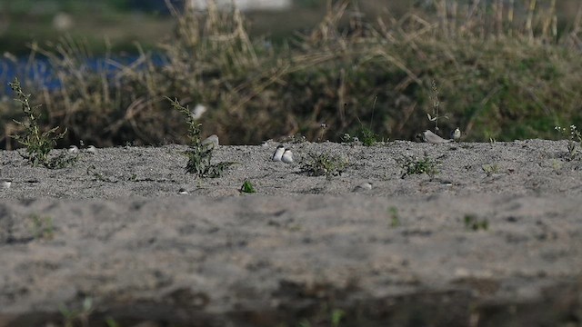 ヒメツバメチドリ - ML636874473