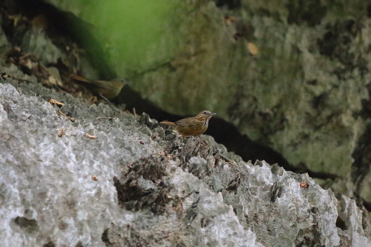 Rufous Limestone Babbler - ML636874518