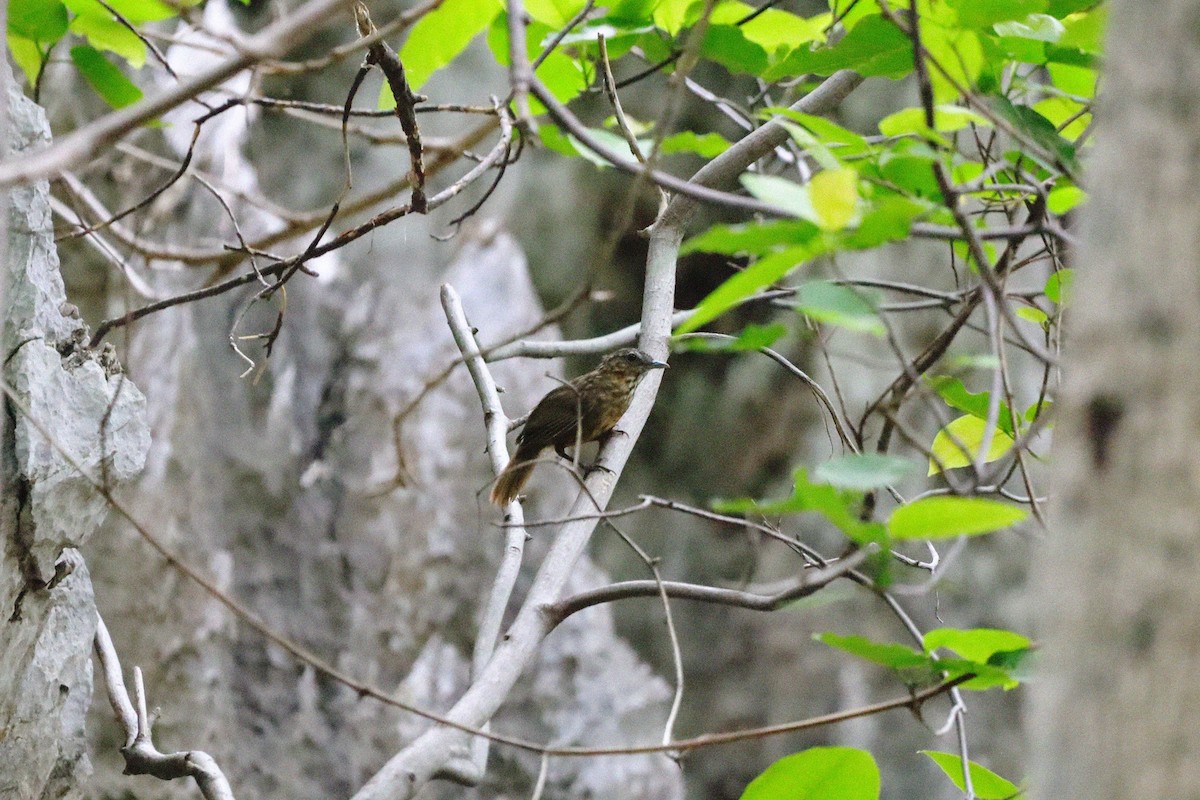 Rufous Limestone Babbler - ML636874519