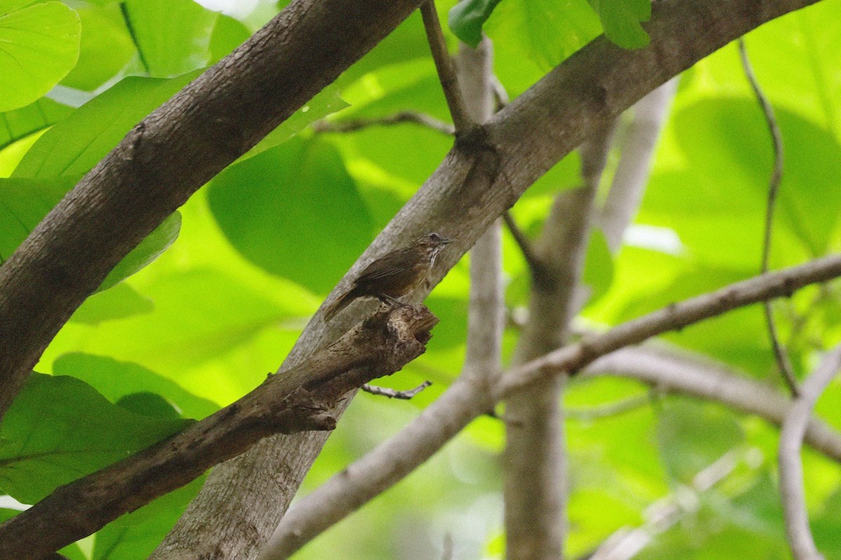 Rufous Limestone Babbler - ML636874521