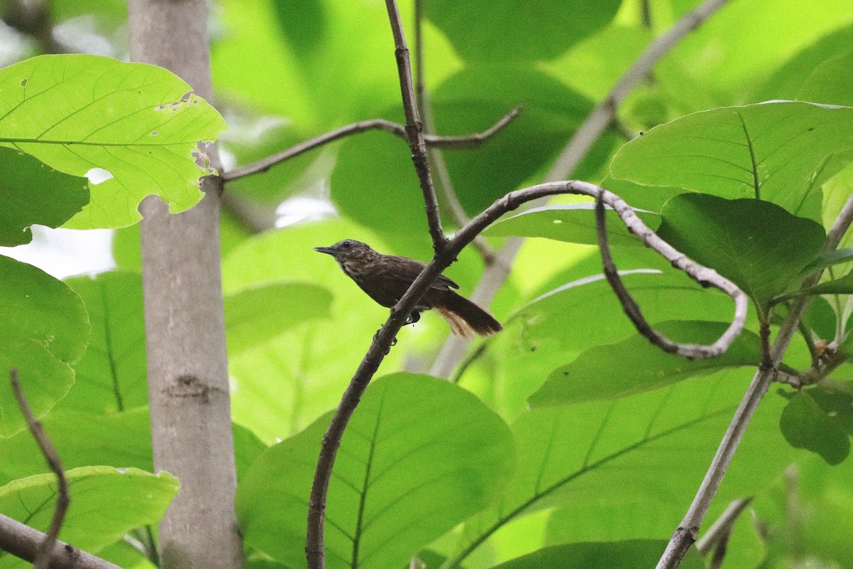 Rufous Limestone Babbler - ML636874522