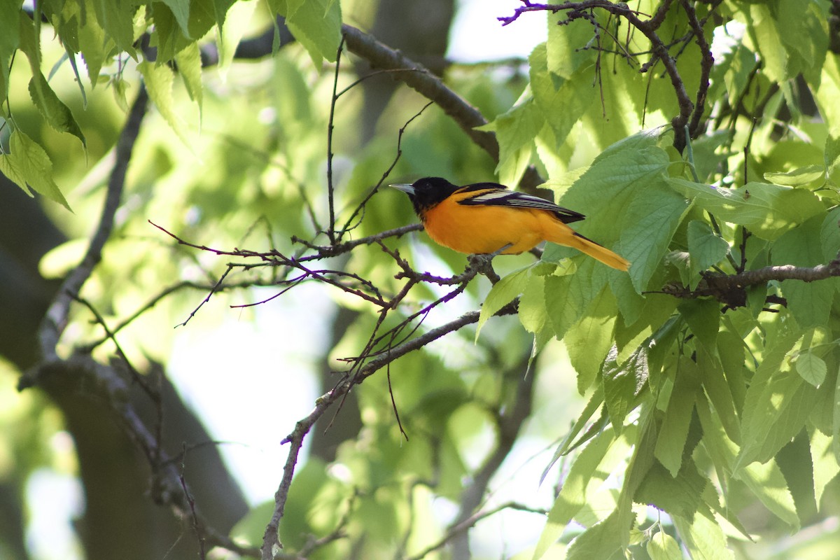 Baltimore Oriole - ML636874540