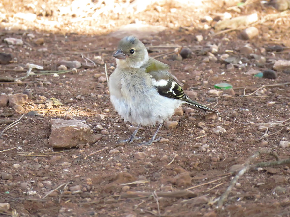 African Chaffinch (African) - ML636874593