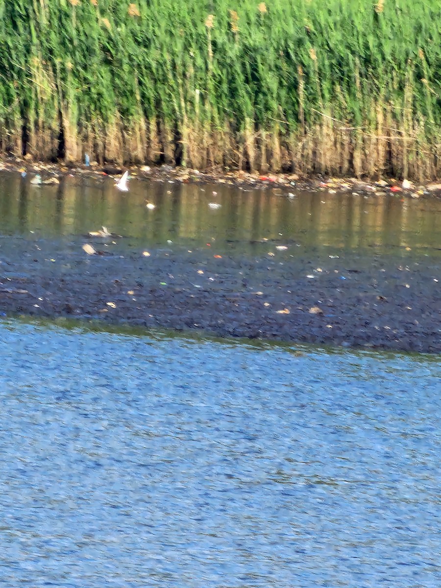 Least Tern - ML636874824