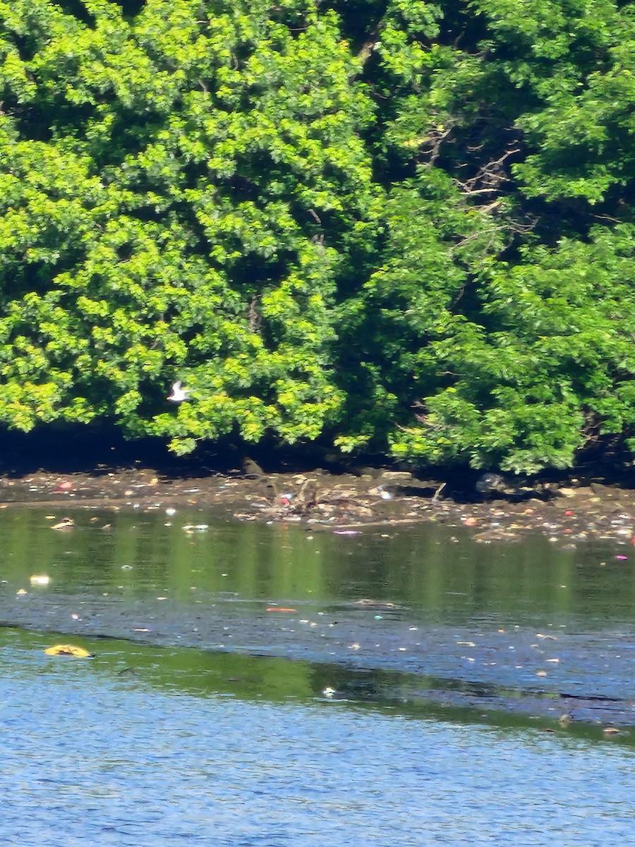 Least Tern - ML636874830
