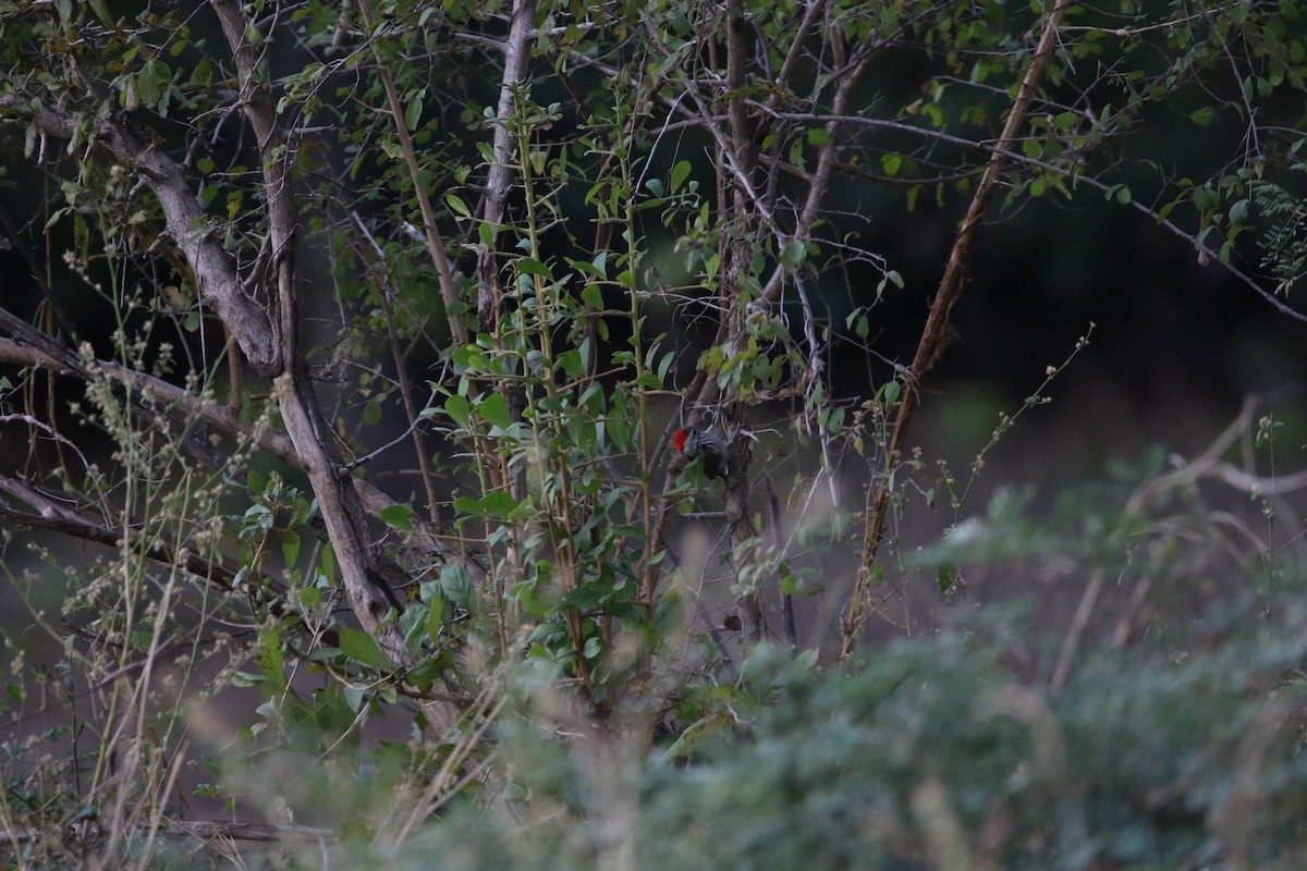 Cardinal Woodpecker - ML636874836