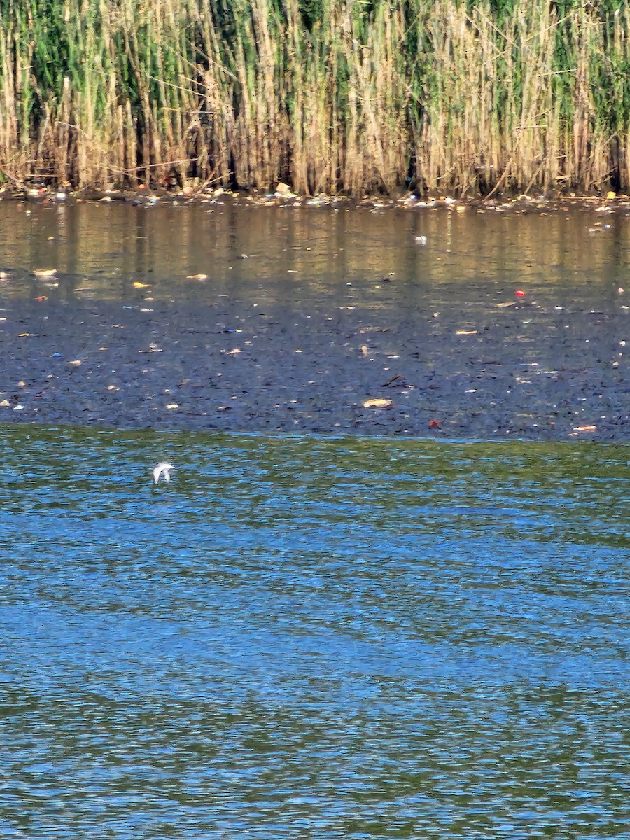 Least Tern - ML636874841