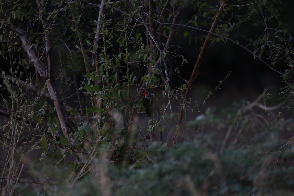 Cardinal Woodpecker - ML636874843