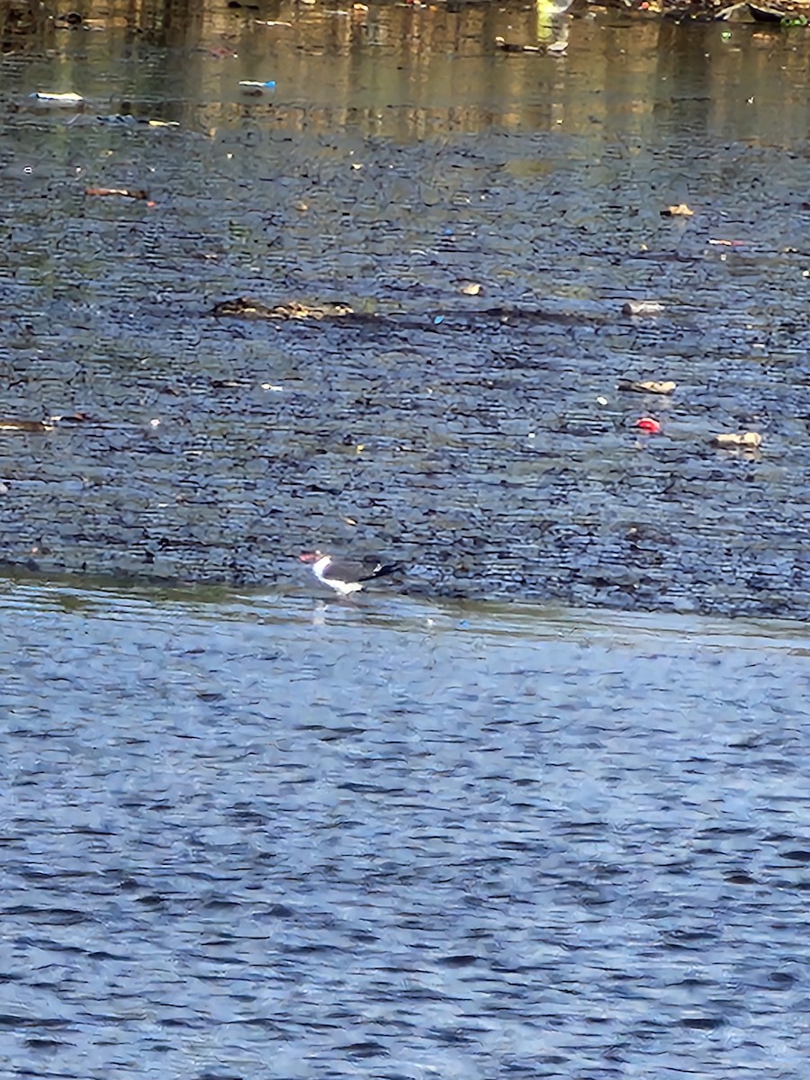 Laughing Gull - ML636874846