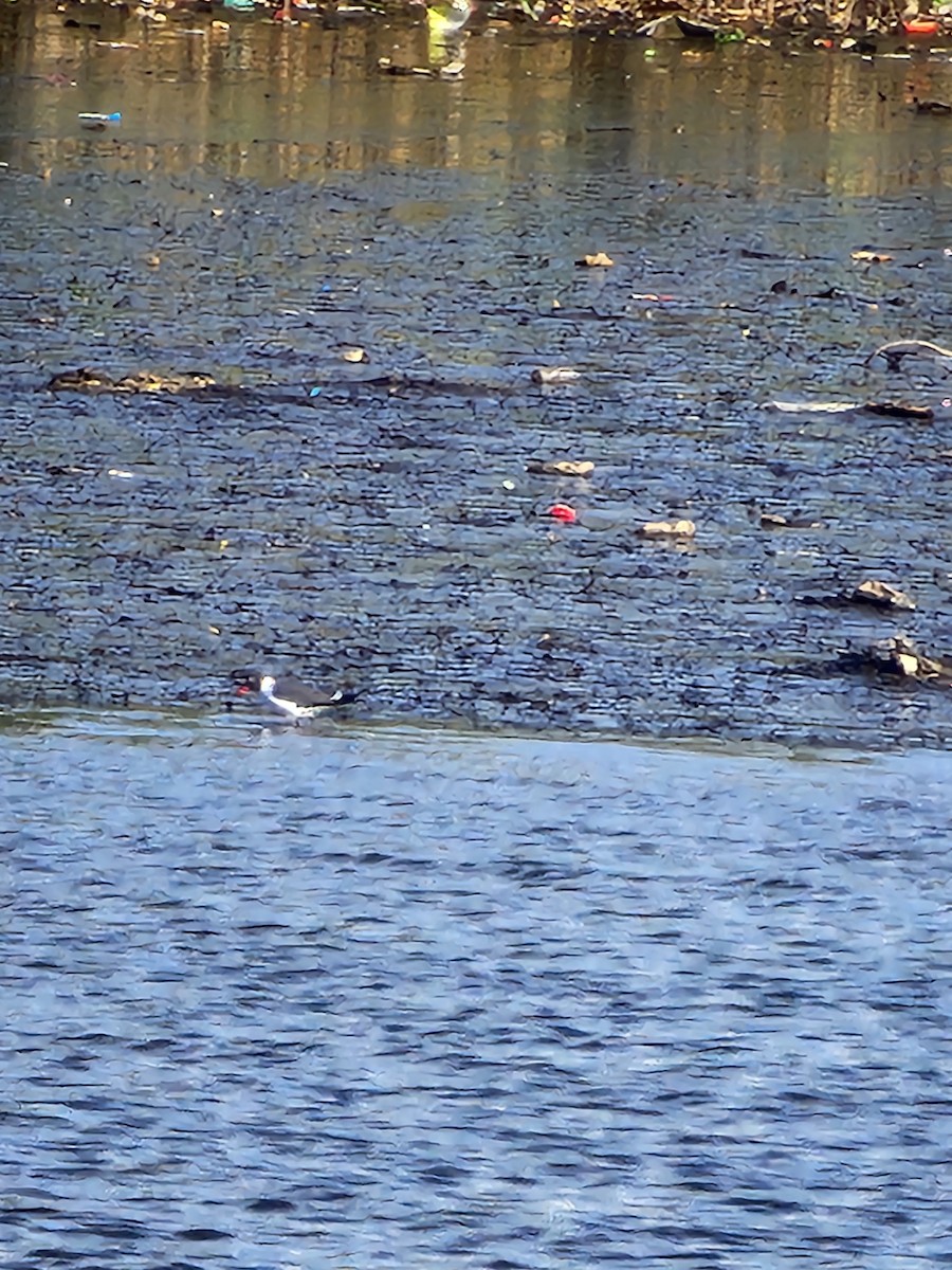 Laughing Gull - ML636874849