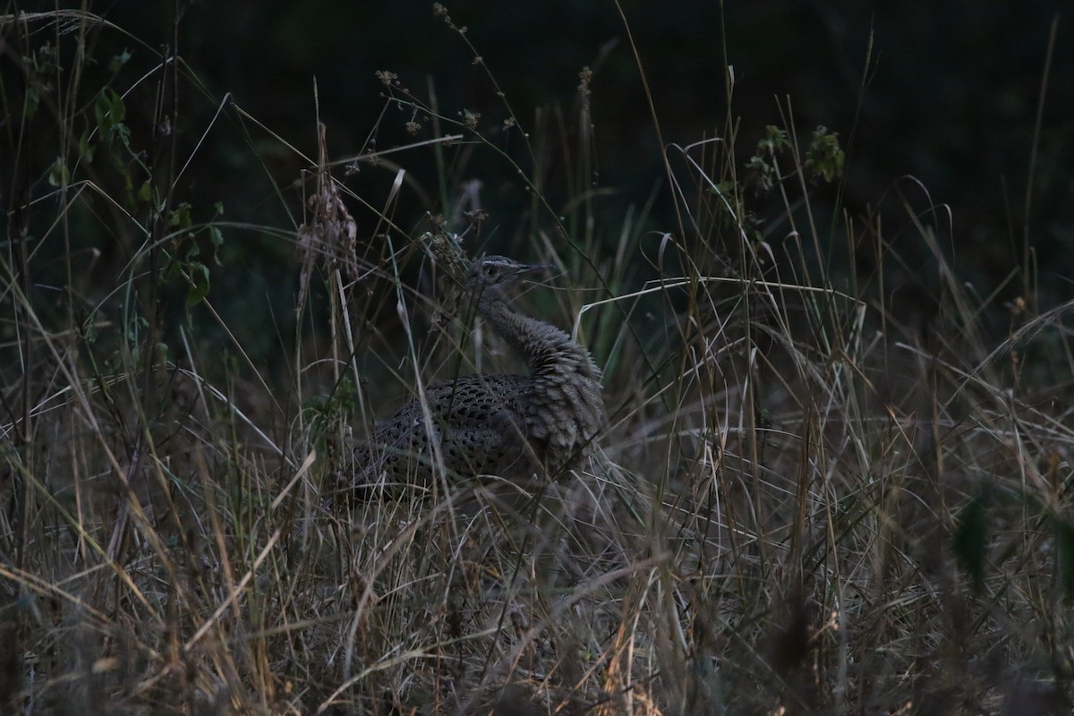 Black-bellied Bustard - ML636874853