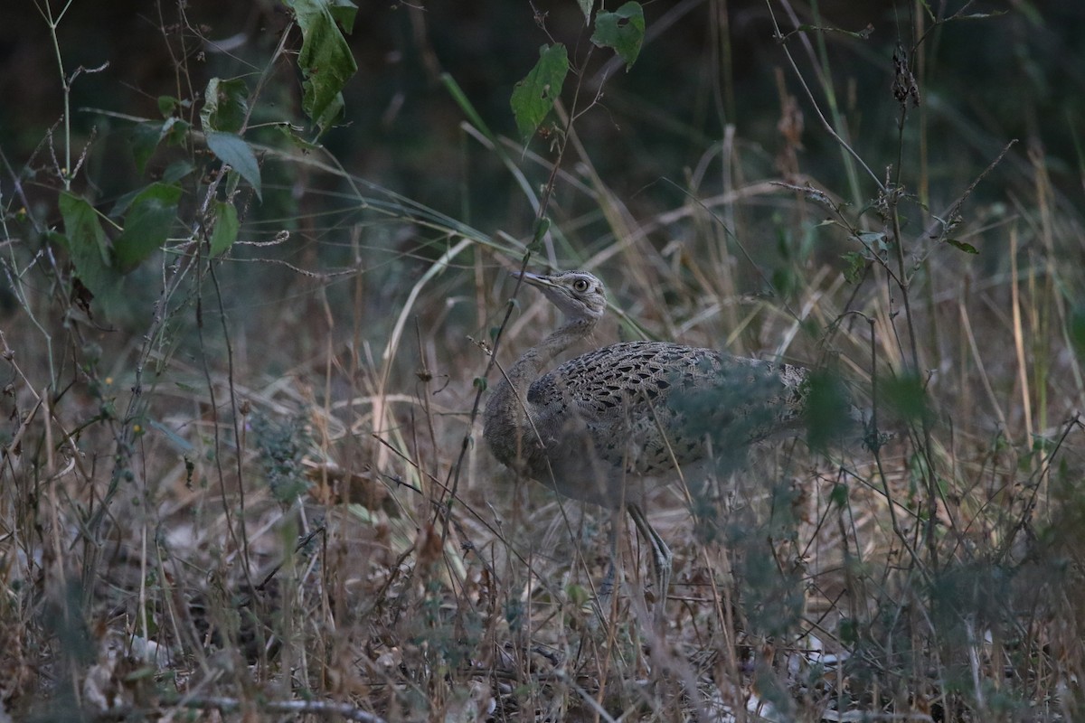 Black-bellied Bustard - ML636874860