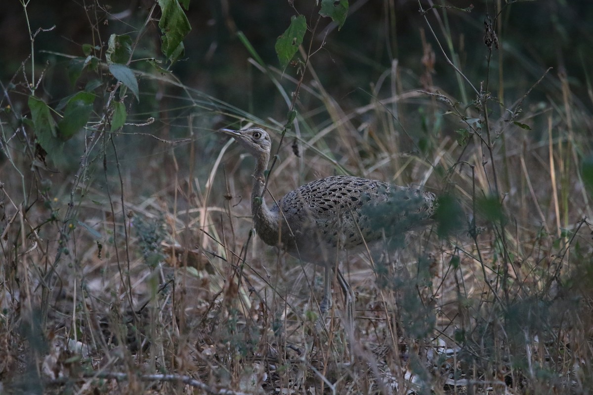 Black-bellied Bustard - ML636874866