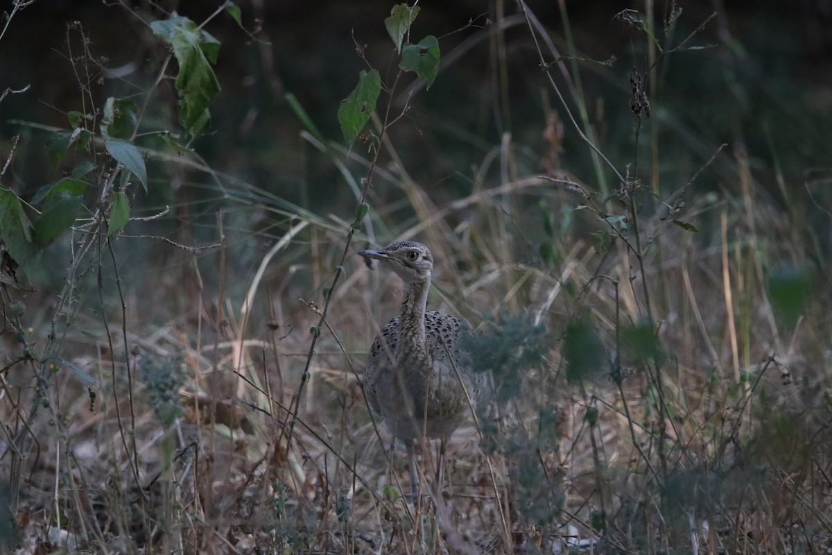 Black-bellied Bustard - ML636874871