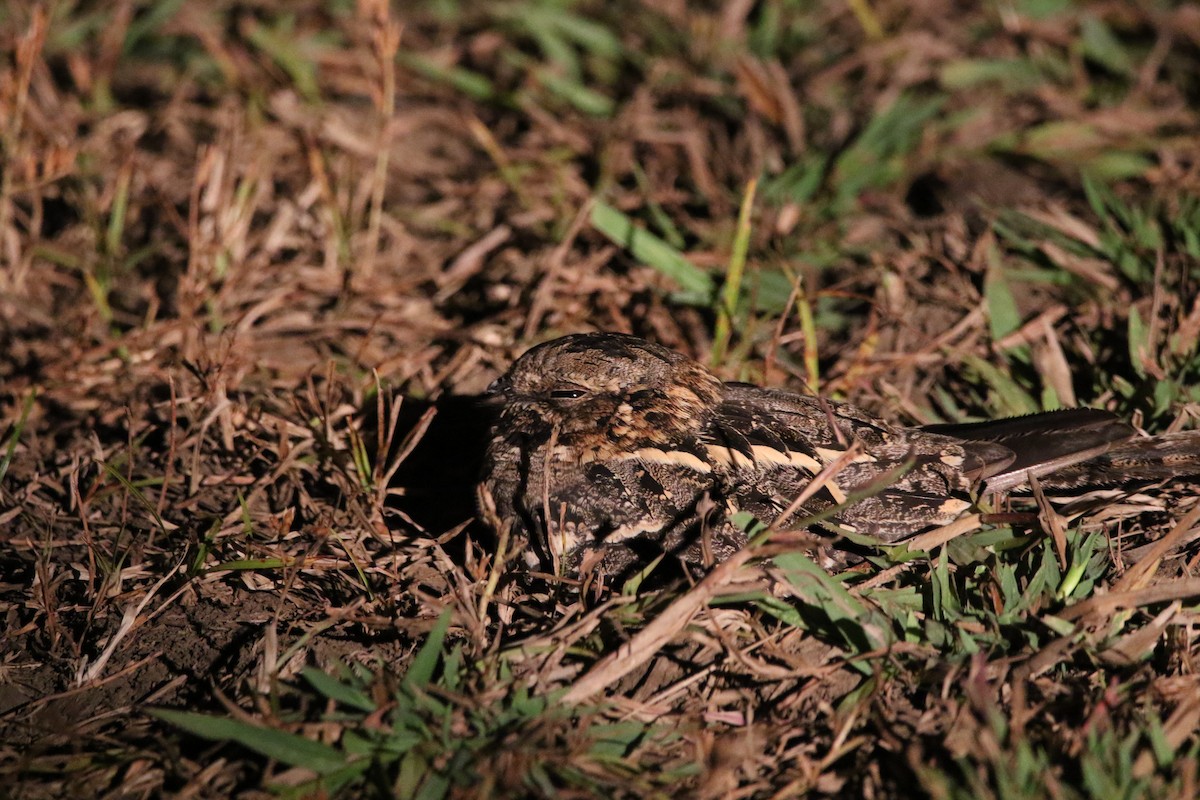 Square-tailed Nightjar - ML636874879