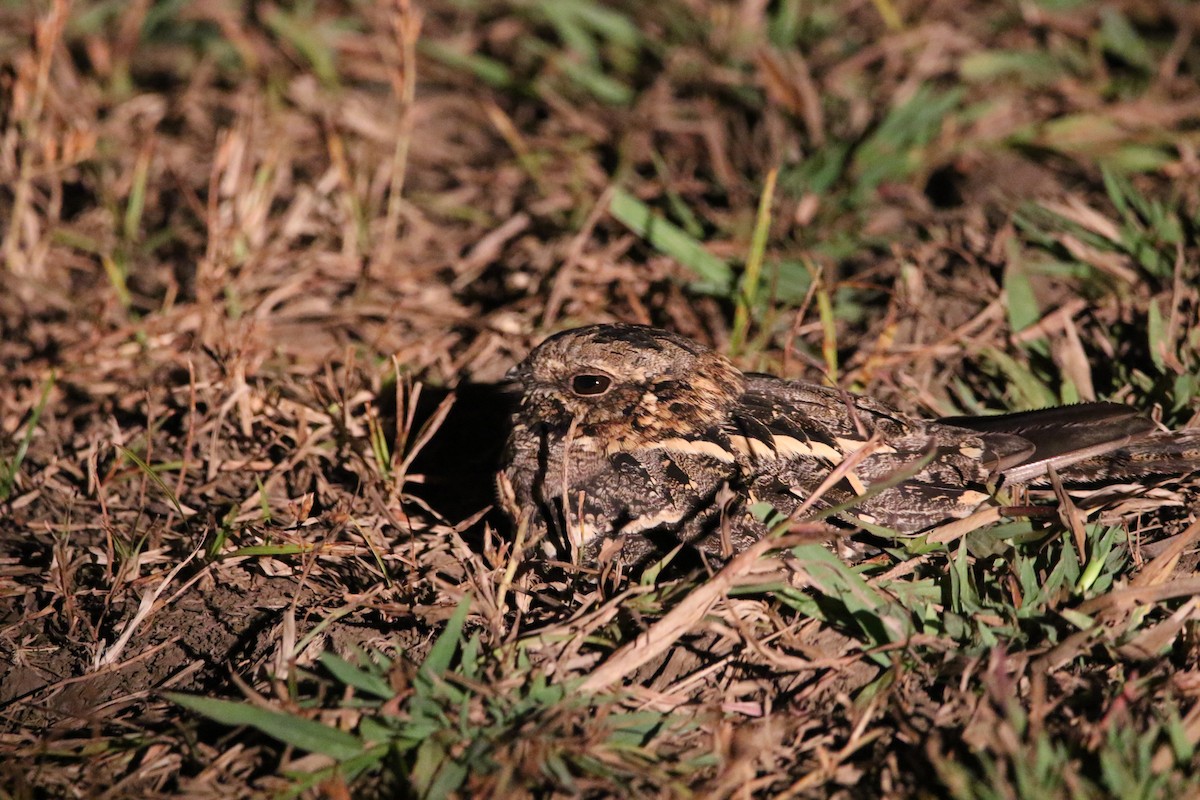 Square-tailed Nightjar - ML636874887