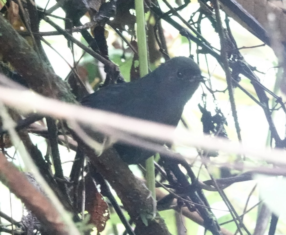 Junin Tapaculo - ML636875008