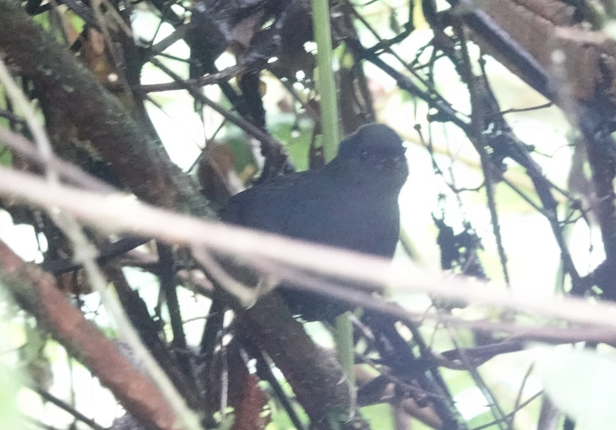 Junin Tapaculo - ML636875009