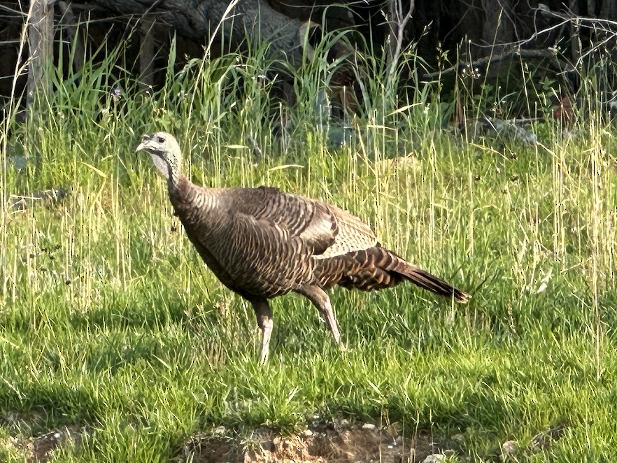 Wild Turkey - ML636875136