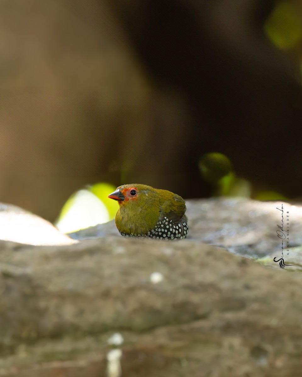 Green-backed Twinspot - ML636875148
