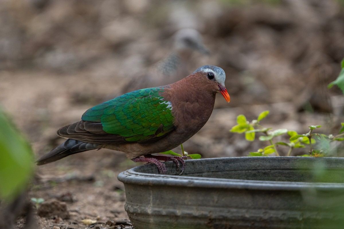Asian Emerald Dove - ML636875238