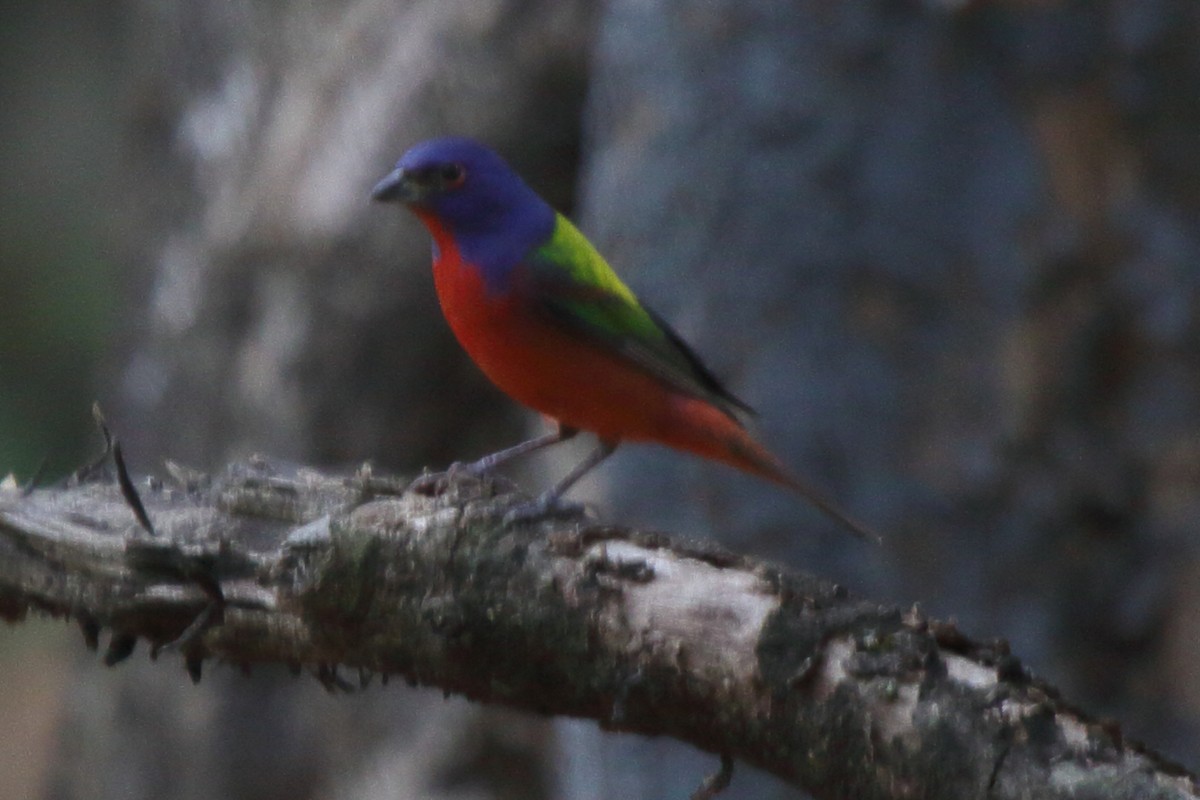 Painted Bunting - ML636875261