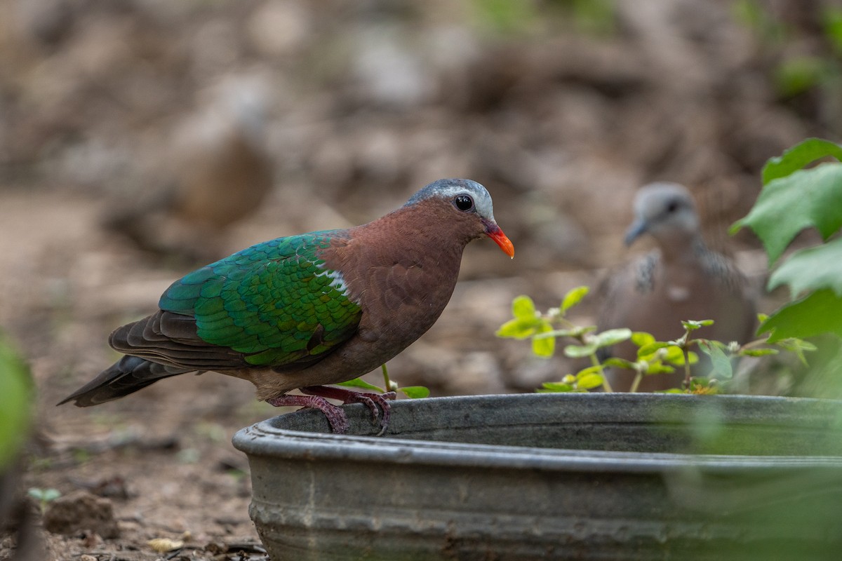 Asian Emerald Dove - ML636875266