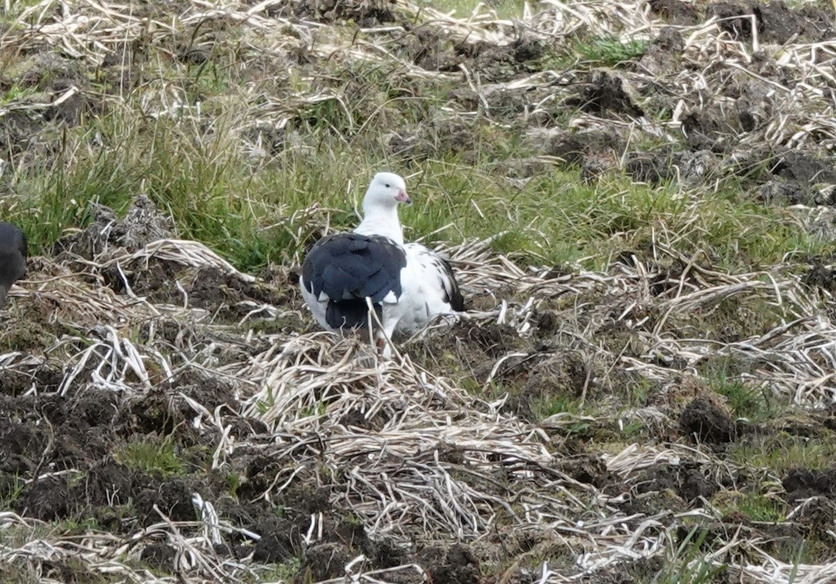 Andean Goose - ML636875273