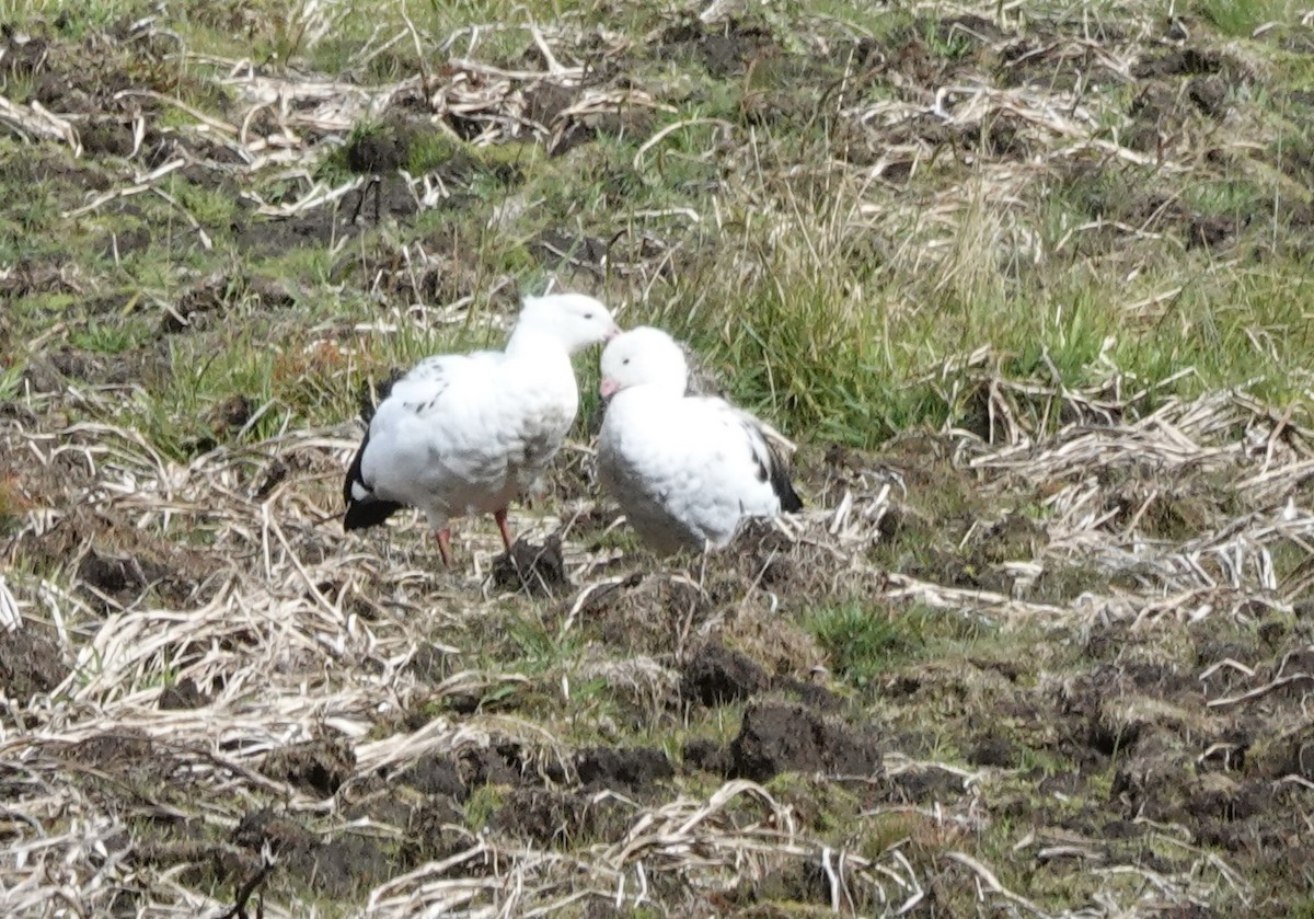 Andean Goose - ML636875274