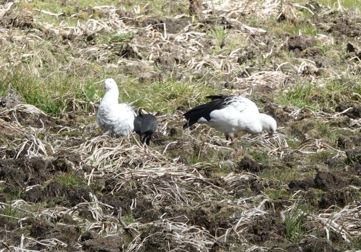 Andean Goose - ML636875275