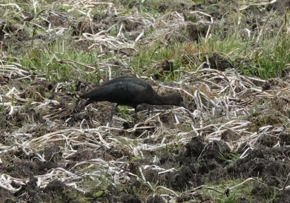 Puna Ibis - ML636875284