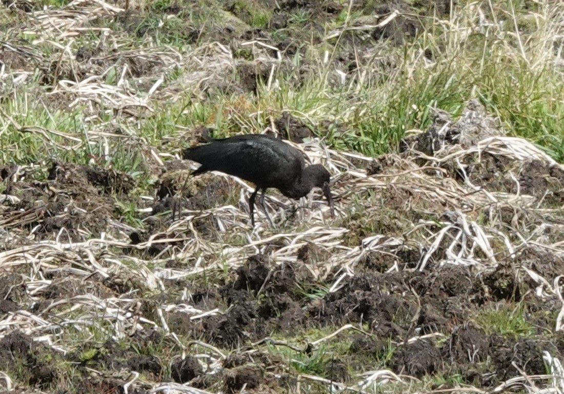 Puna Ibis - ML636875286