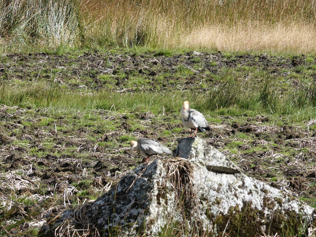 Andean Ibis - ML636875289