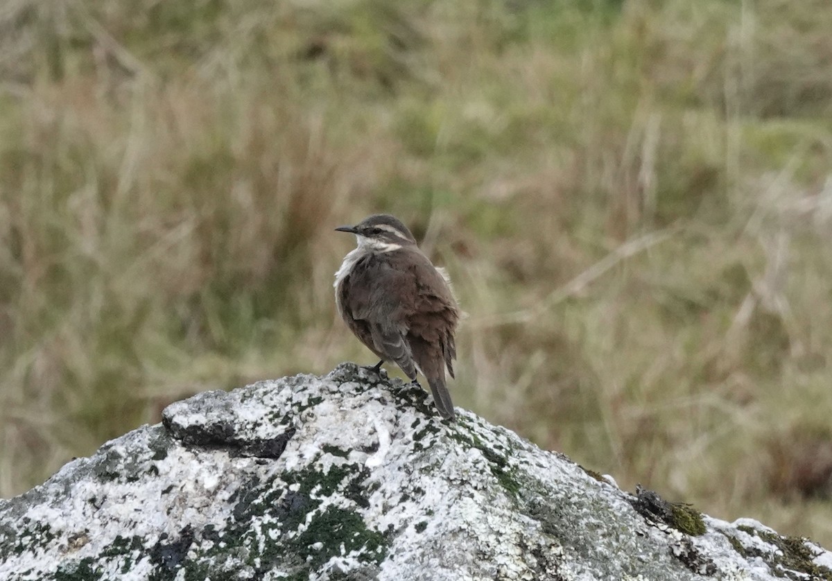 Cream-winged Cinclodes - ML636875293