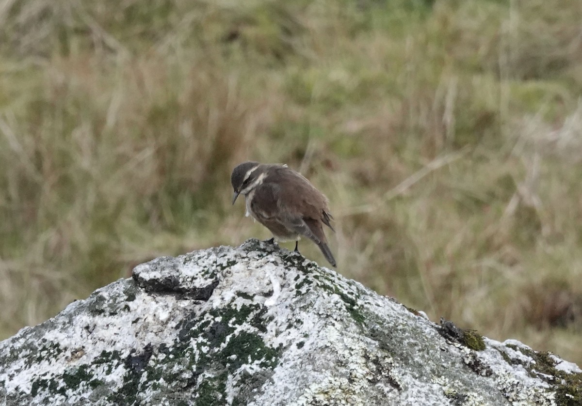 Cream-winged Cinclodes - ML636875294