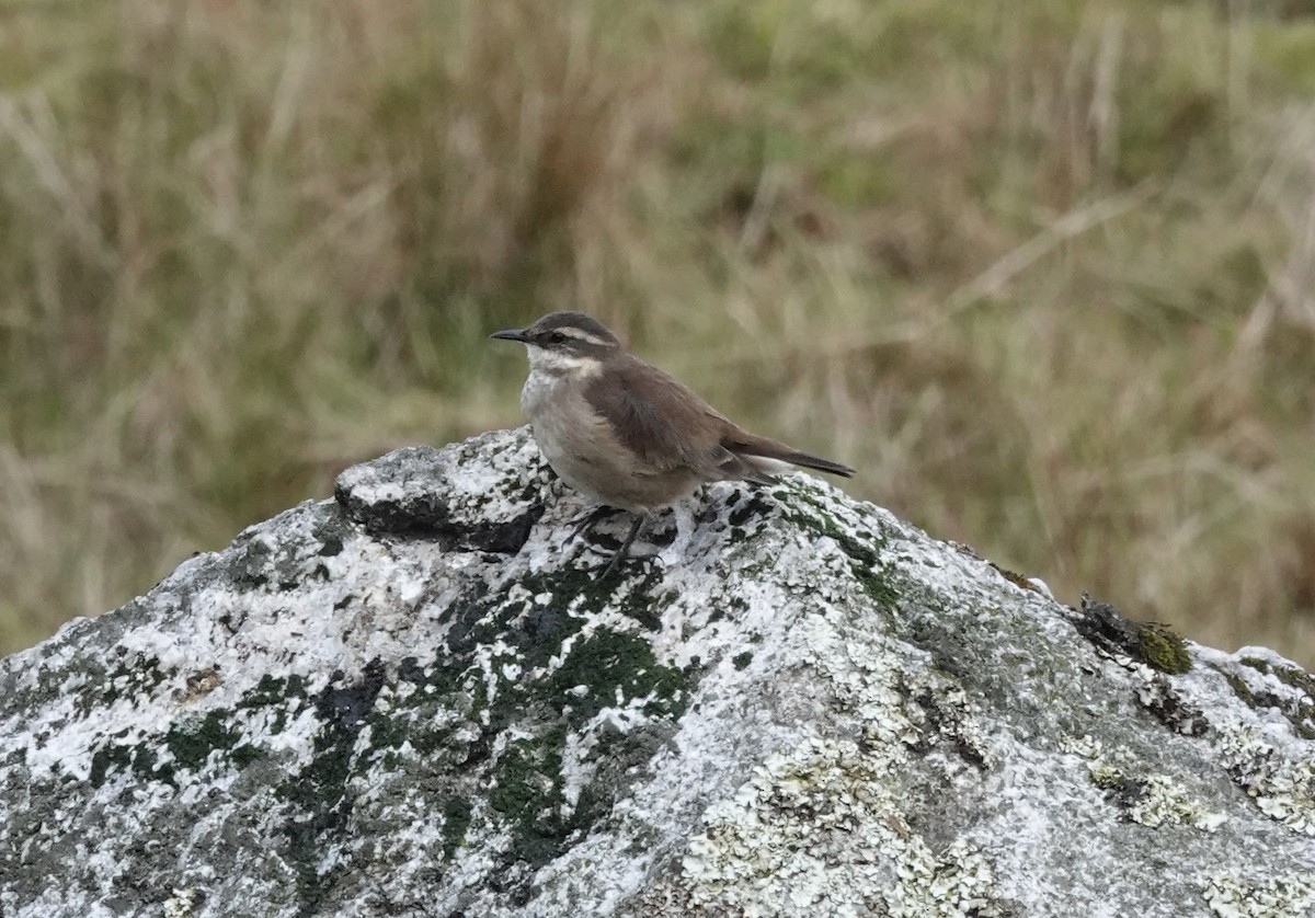 Cream-winged Cinclodes - ML636875295