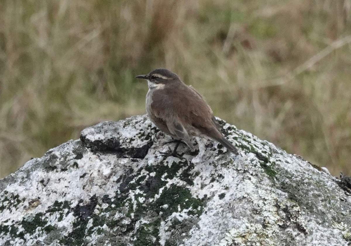 Cream-winged Cinclodes - ML636875296