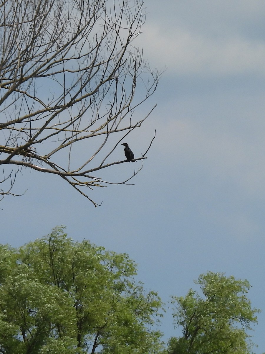Pygmy Cormorant - ML636875303