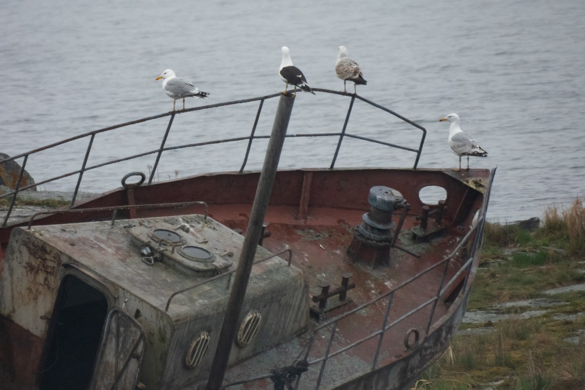 Lesser Black-backed Gull (fuscus) - ML636875316